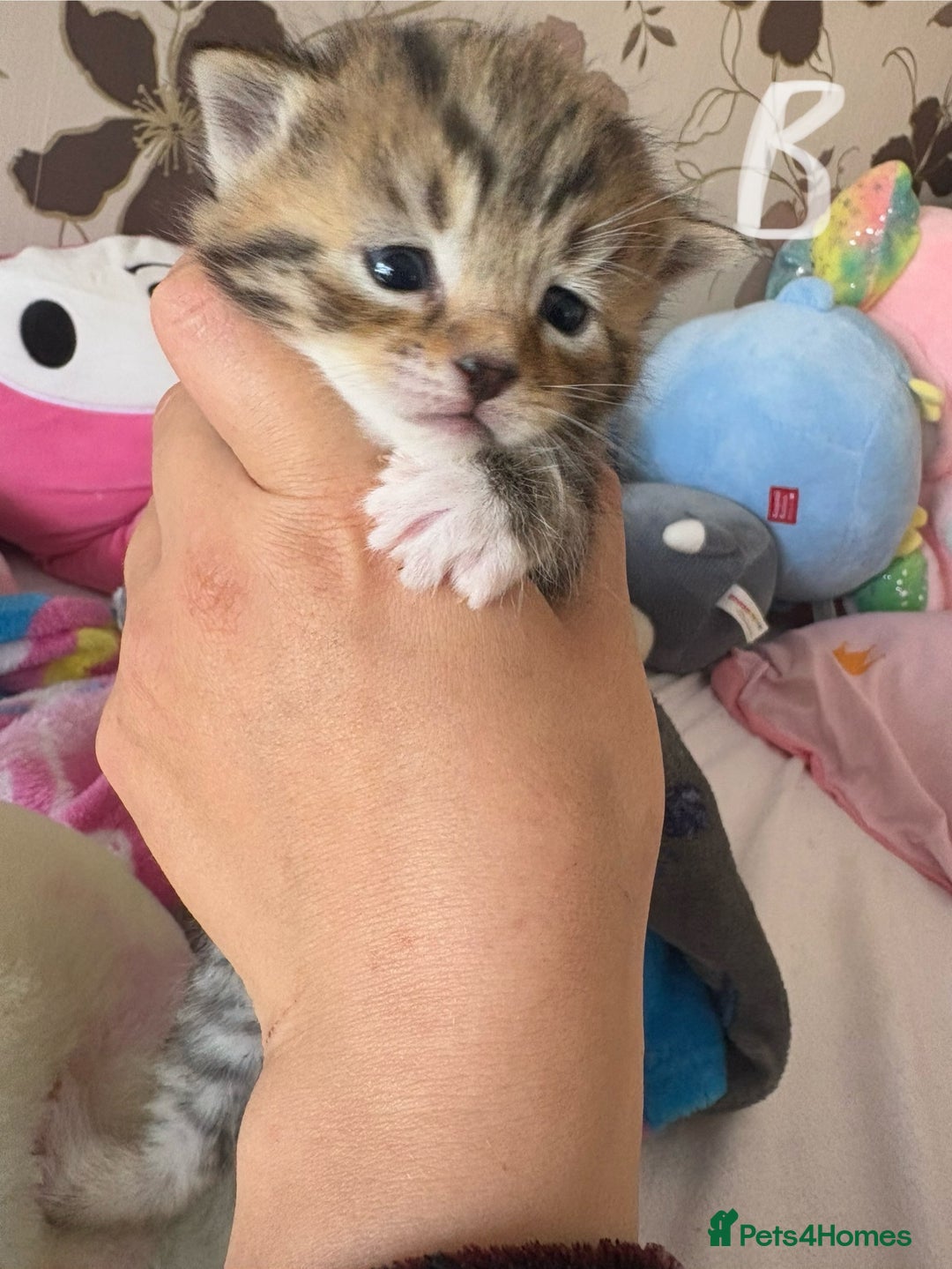 Mixed Breed cats for sale: Beautiful tabby kittens - Image 4