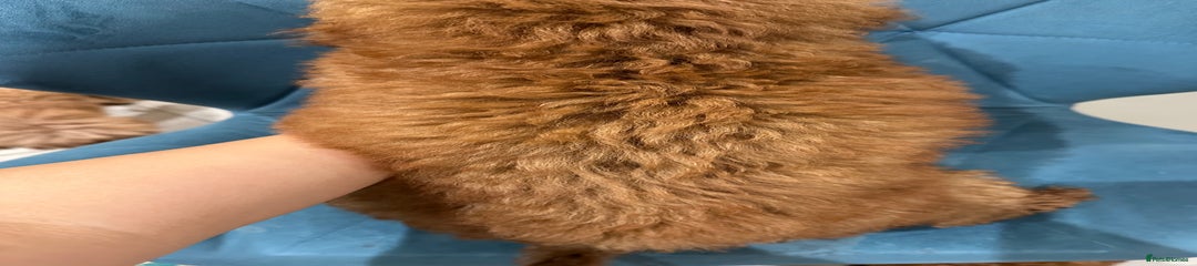 Miniature Poodle Puppy 1