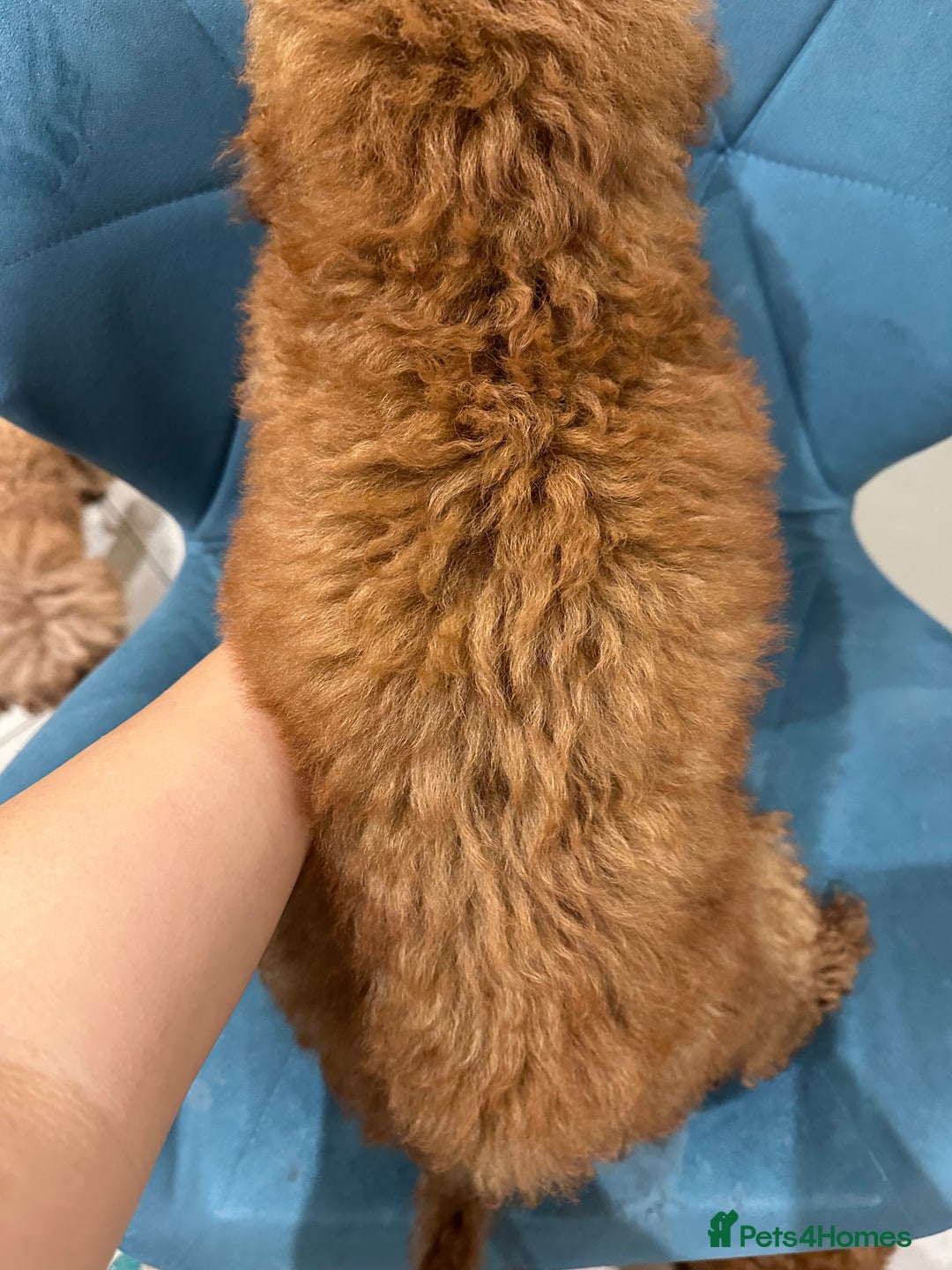 Miniature Poodle dogs for sale: lovely miniature poodle puppies - Image 18