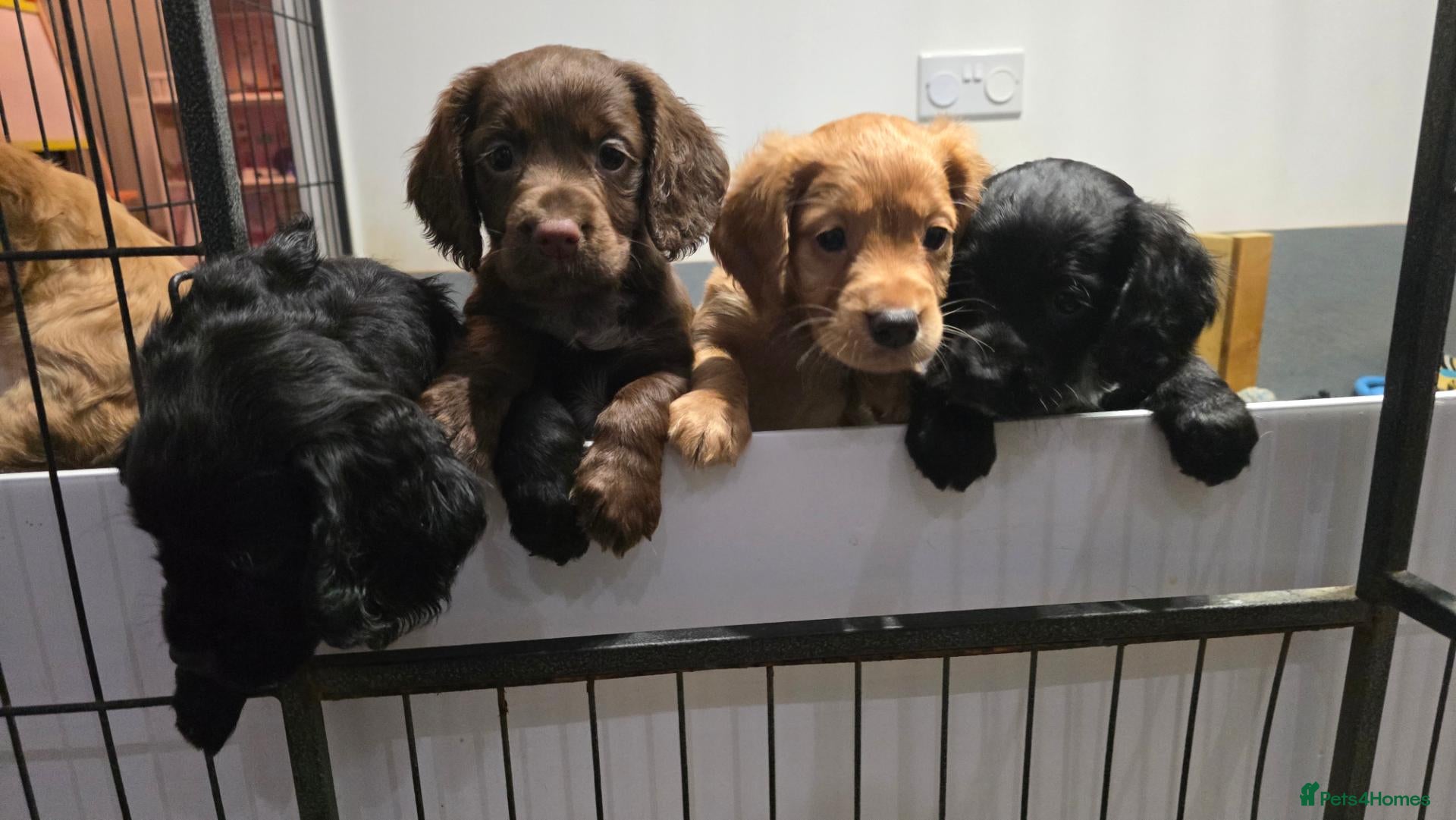 Cocker Spaniel dogs for sale: KC Cocker spaniel puppy's - Advert 1