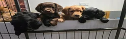 Cocker Spaniel dogs for sale: KC Cocker spaniel puppy's - Advert 1