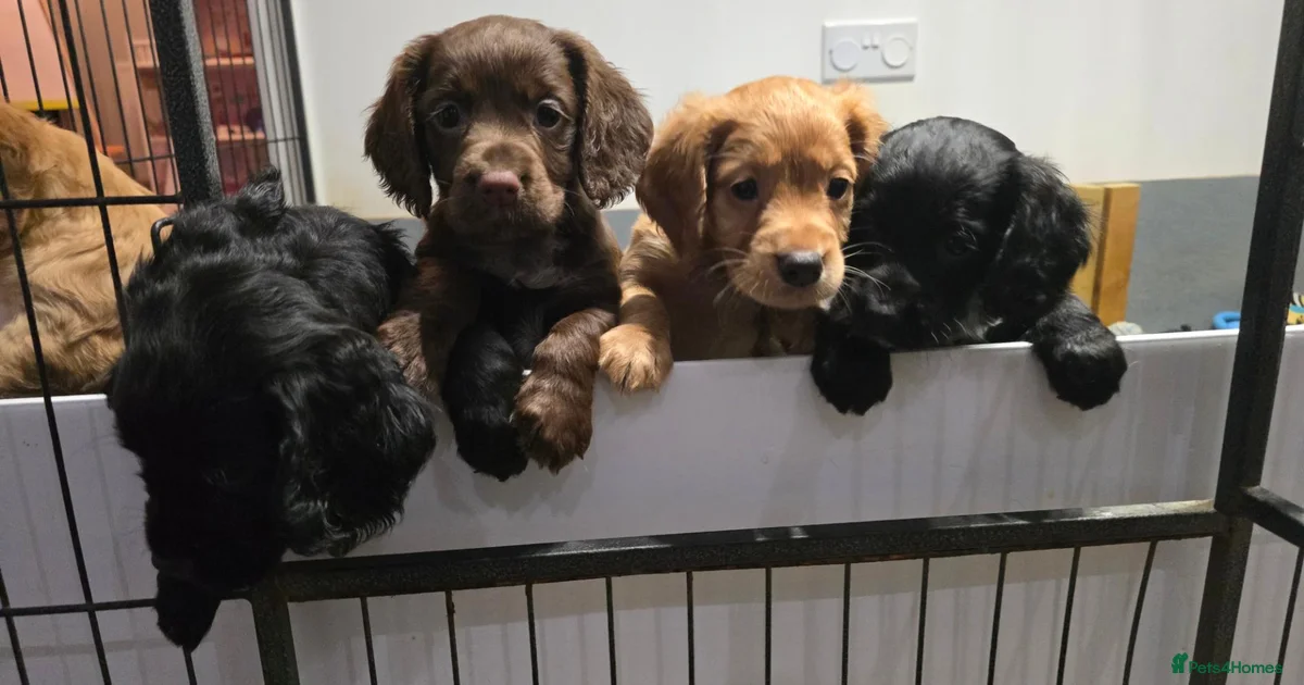 Matt Cocker KC Cocker spaniel puppy's for sale in London | Pets4Homes