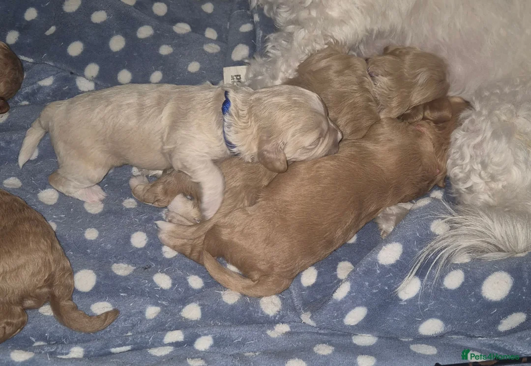 Cavapoochon dogs for sale: Lovely little cavapoochons  - Advert 2