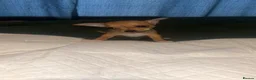 Chihuahua dogs for sale: Apple head  **  chihuahuas  - Advert 3