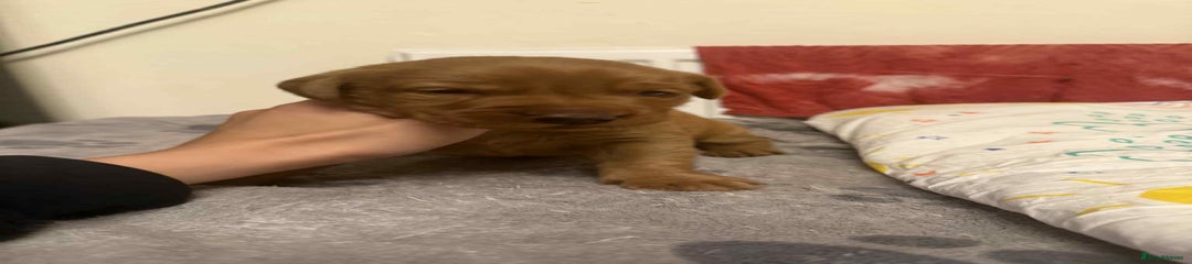 Labrador Retriever Puppy 4