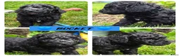 Cockapoo dogs for sale: Health Tested F1b Cockapoo Puppies - Advert 13