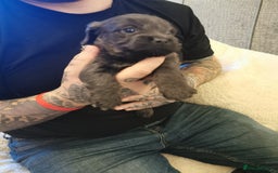 Mixed Breed dogs for sale: Little bundles of schweenie love!  - Image 6