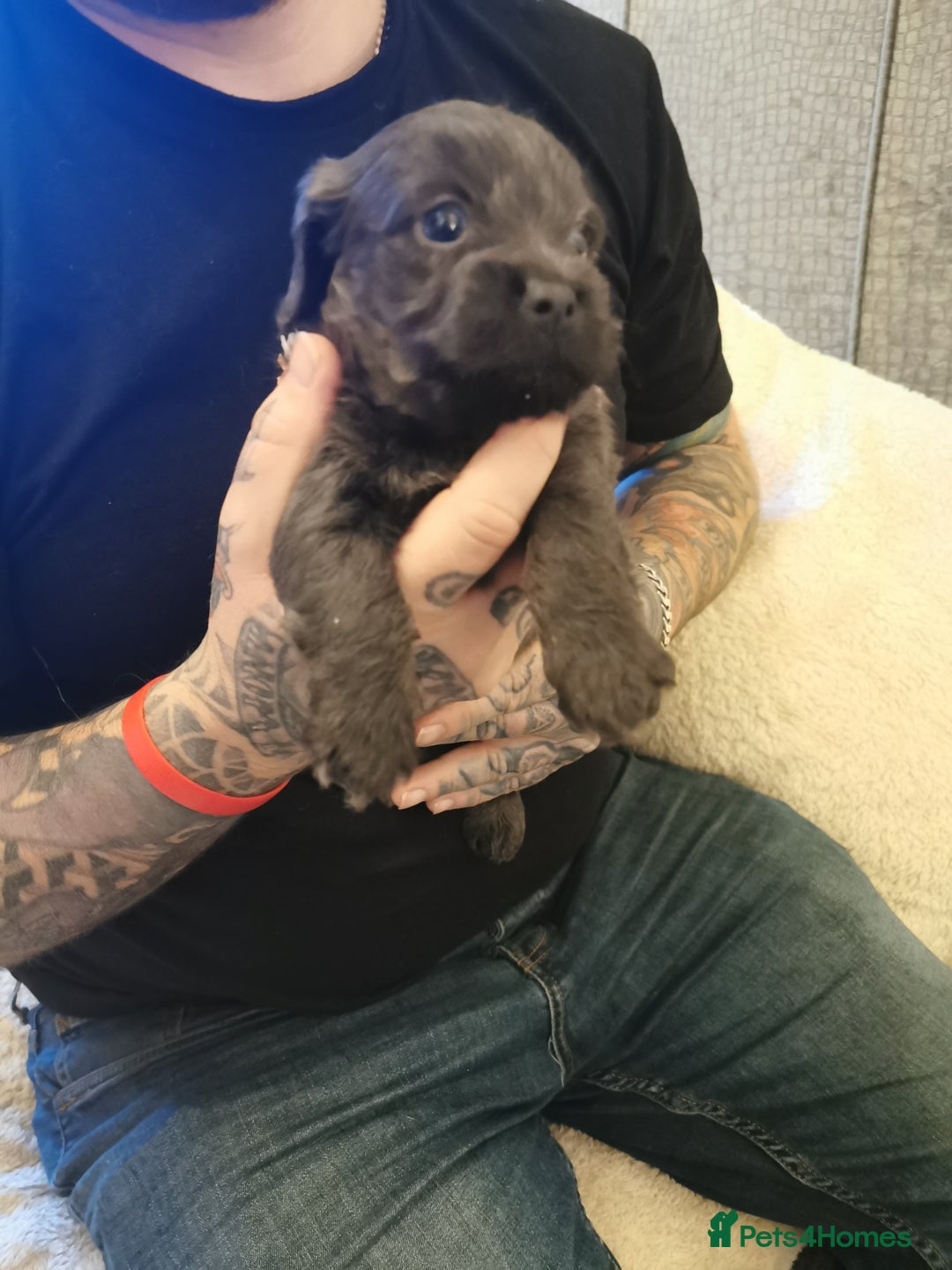 Mixed Breed dogs for sale: Little bundles of schweenie love!  - Image 6
