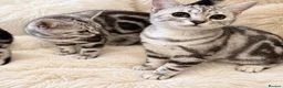 British Shorthair cats for sale: Stunning Silver BSH Kittens GCCF Champion Lines - Advert 9