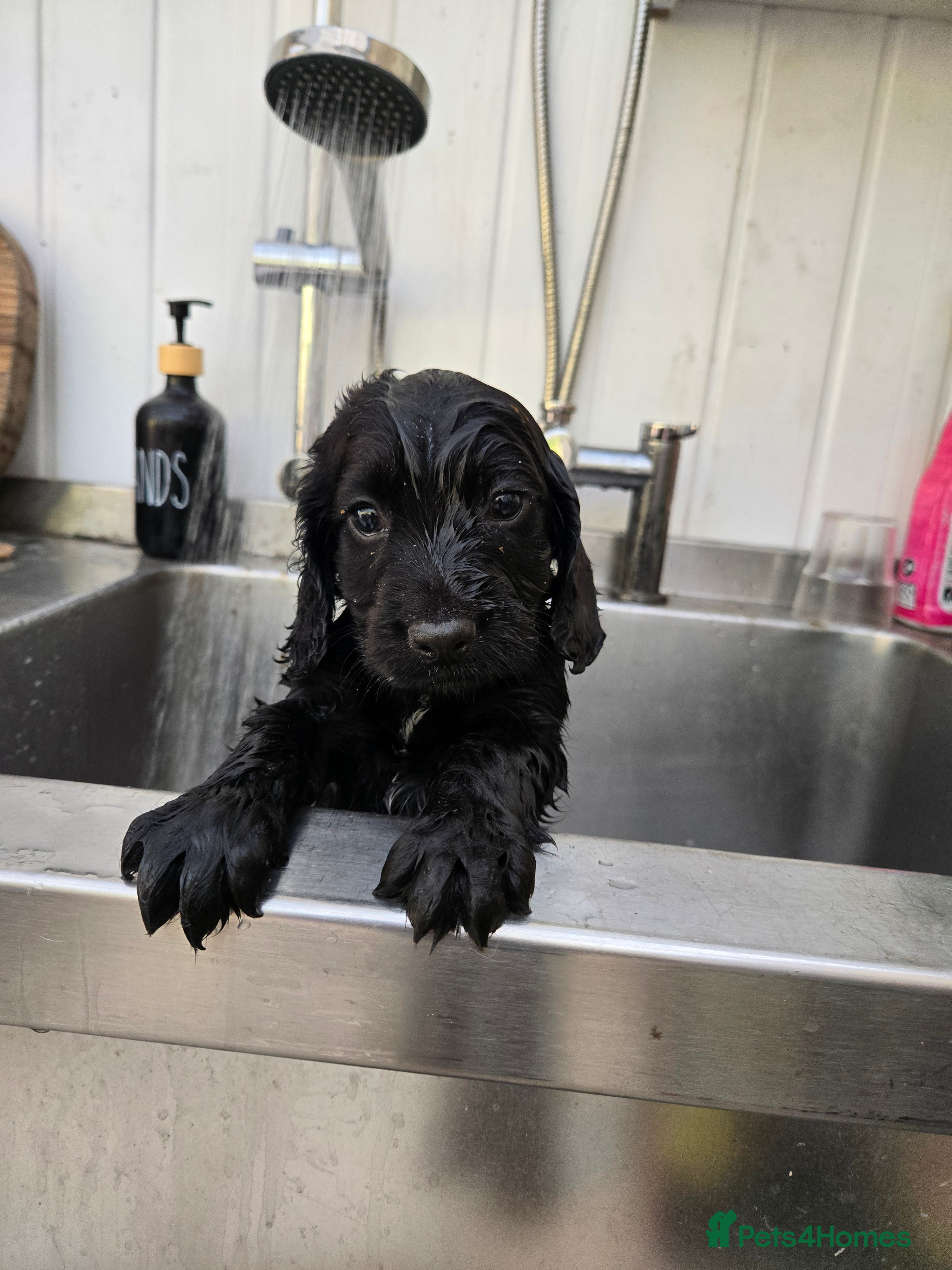 Cocker Spaniel dogs Stunning Working Cocker Spaniel Pups - Advert 2