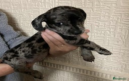 Mixed Breed dogs for sale: Jack Chi puppies - unique merle  - Image 2
