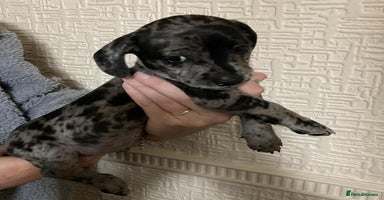 Mixed Breed dogs - Advert 10