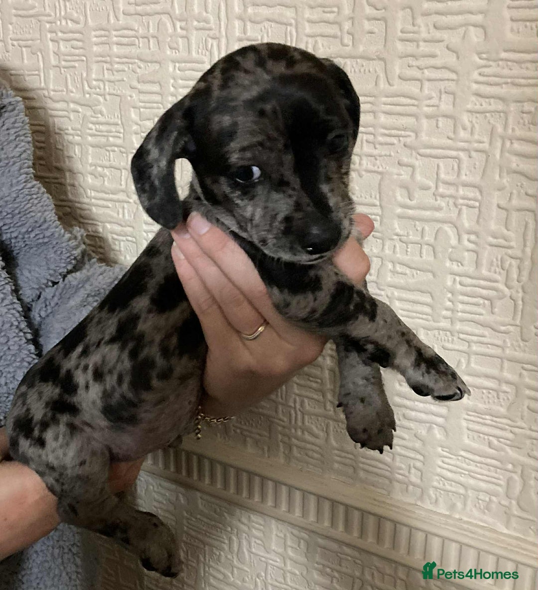 Mixed Breed dogs for sale: Jack Chi puppies - unique merle  - Image 2