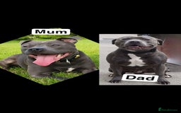 Staffordshire Bull Terrier dogs for sale: Staffordshire Bull Terrier Puppies - Image 1