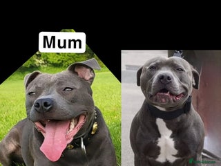 Staffordshire Bull Terrier dogs - Advert 1