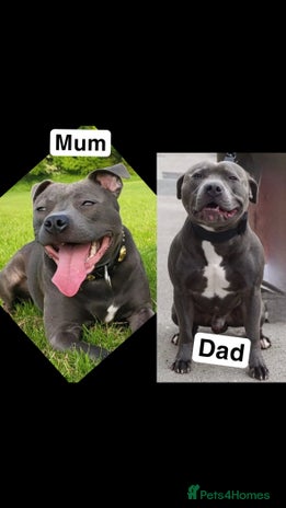 Staffordshire Bull Terrier dogs - Advert 2