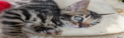 Bengal cats for sale: Bengal kittens in Essex TICA registered purebred  in Colchester - Advert 19