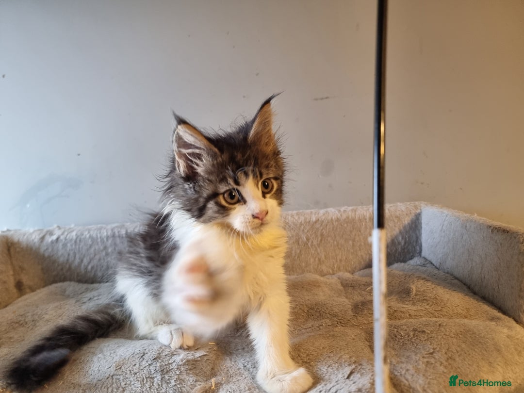 Maine Coon cats for sale: Beautiful Maine Coon kittens  - Advert 9