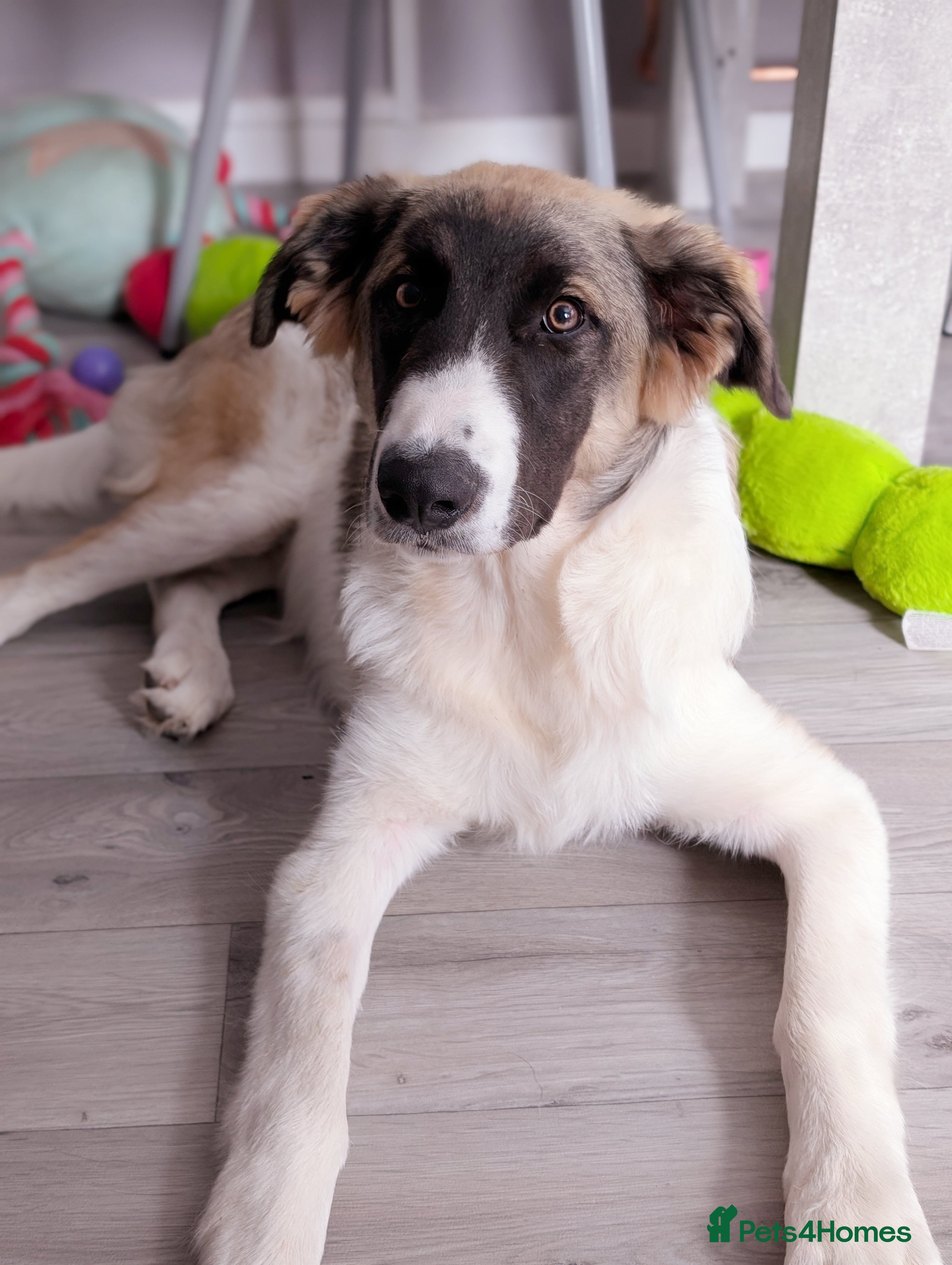 Mixed Breed dogs Mixed breed 10 month old pup - Advert 4