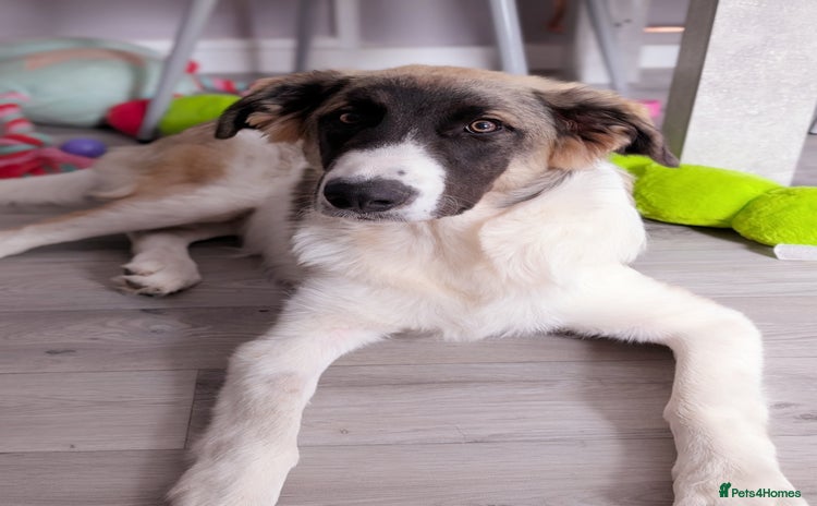 Mixed Breed dogs - Advert 3