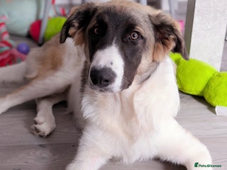 Mixed Breed dogs for sale - Advert 1