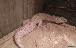 Leopard Gecko reptiles for sale: 3 leopard gecko with tank and table - Advert 10