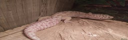 Leopard Gecko reptiles for sale: 3 leopard gecko full setup - Advert 10