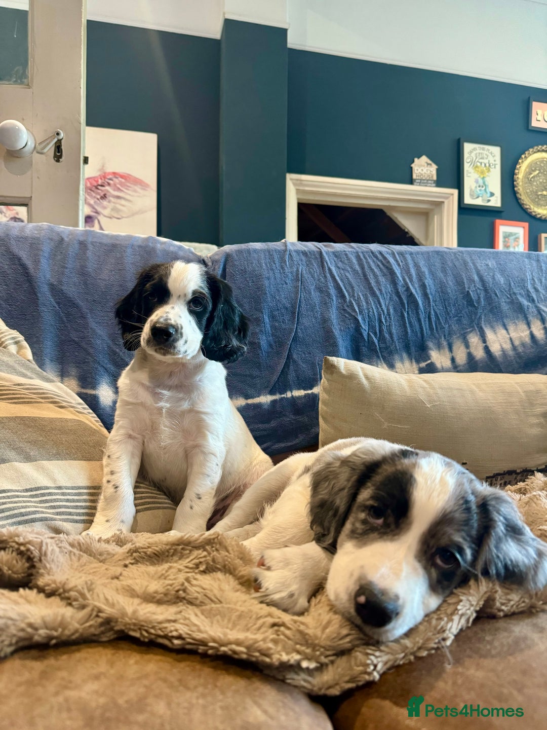 Cocker Spaniel dogs for sale: *Ready Now* Chunky Healthy Working Cocker Spaniels - Image 5