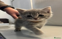 Ragdoll cats for sale: Fluffy Gorgeous Ragdoll Cross Kittens - Image 11