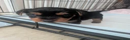 Yorkshire Terrier dogs for sale: Yorkshire Terrier Puppies  in Ross-on-Wye - Advert 2