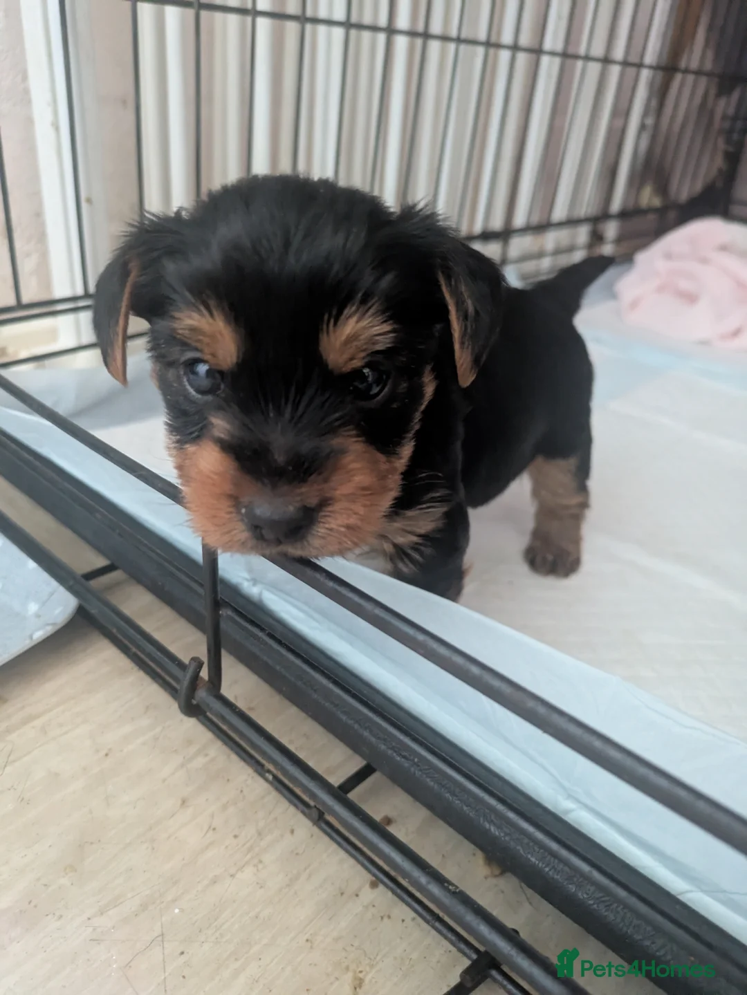 Yorkshire Terrier dogs for sale: Yorkshire Terrier Puppies  in Ross-on-Wye - Advert 2