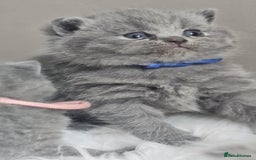 British Shorthair cats for sale: GCCF British Shorthair Kittens Champion - Image 1