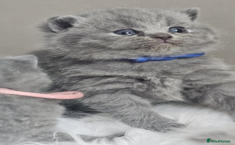 British Shorthair cats - Advert 3