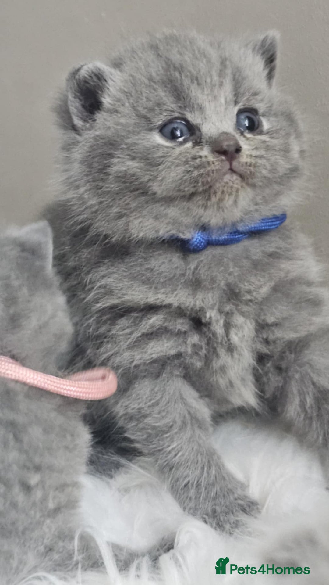 British Shorthair cats for sale: GCCF British Shorthair Kittens Champion - Image 1