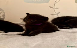 Mixed Breed cats for sale: 4 mixed breed female kittens  - Image 6