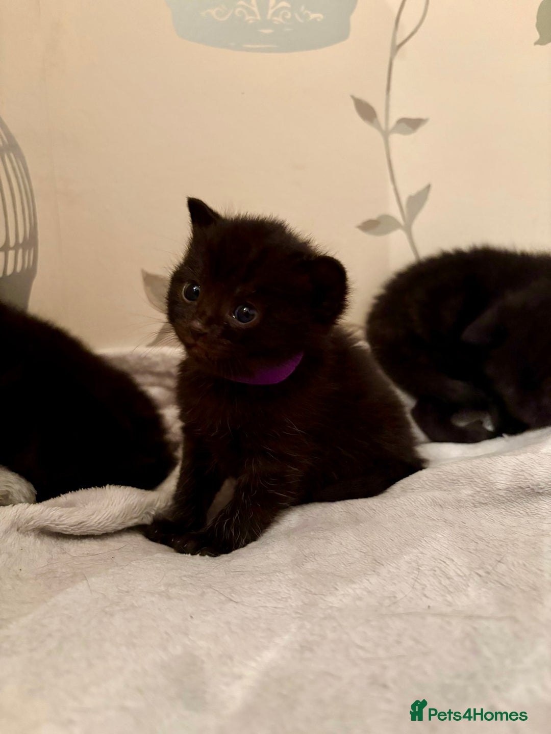 Mixed Breed cats for sale: 4 mixed breed female kittens  - Image 6