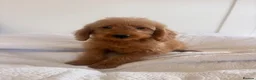 Labradoodle dogs for sale: LICENSED BREEDER HEALTH TESTED MINI LABRADOODLES - Advert 34