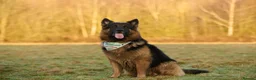 German Shepherd dogs for stud: Long haired german shepherd for stud - Advert 13