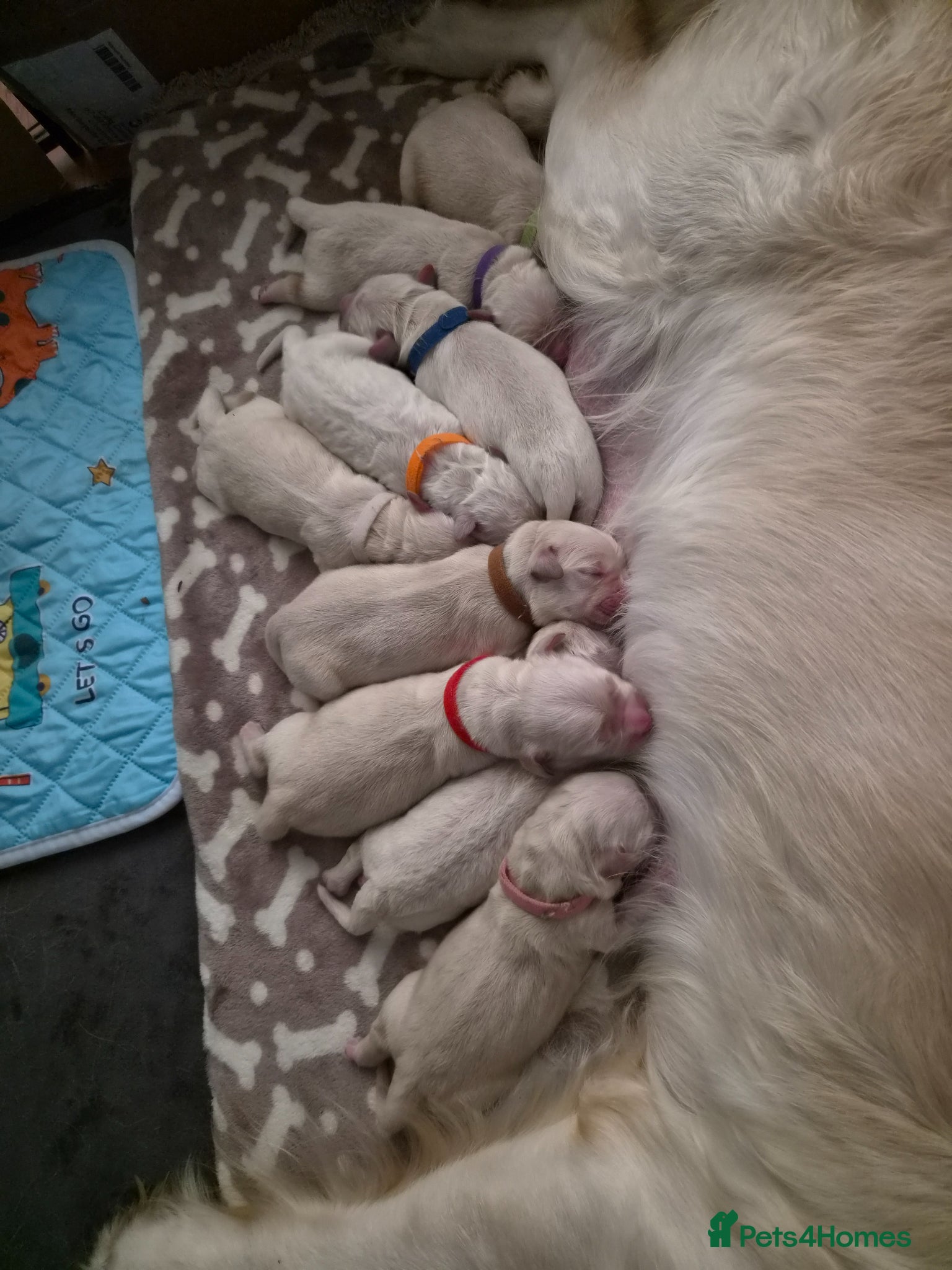 Golden Retriever dogs Beautiful Golden Retriever Puppies - Advert 1