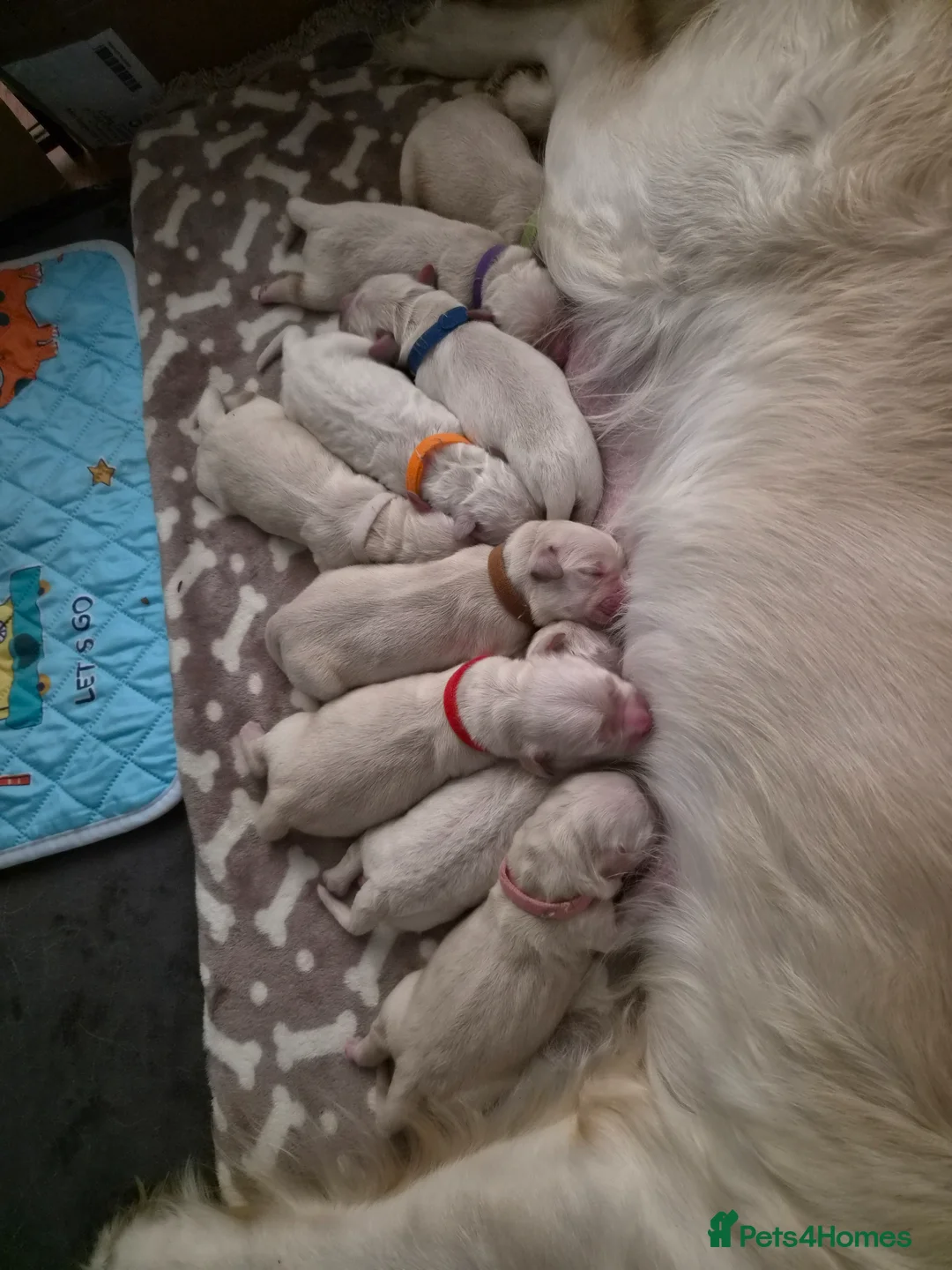 Golden Retriever dogs for sale: Beautiful Golden Retriever Puppies - Advert 1