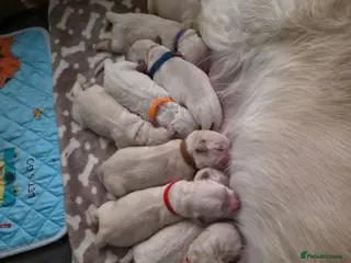 Golden Retriever dogs Beautiful Golden Retriever Puppies - Advert 1