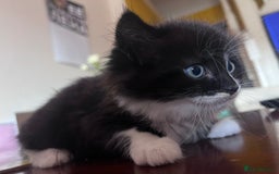 Mixed Breed cats for sale: Got 4 kittens looking for them home  - Image 8