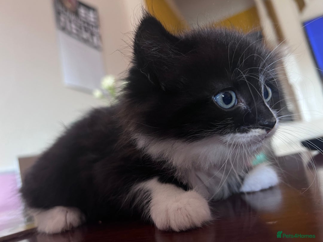 Mixed Breed cats for sale: Got 4 kittens looking for them home  - Image 8