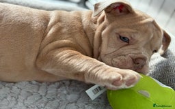 Olde English Bulldogge dogs for sale: Stunning Old English Bulldog Pups NEBBR Registered - Image 16