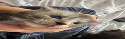 Maine Coon cats for sale: Maine coon kittens tica reg - Advert 5