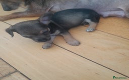 Mixed Breed dogs for sale: Two gorgeous jackrussel cross chihuahua pups  - Image 5