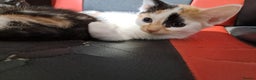 Mixed Breed cats for sale: 2 gorgeous kittens - Advert 5