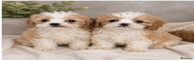 Cavachon Puppy 4