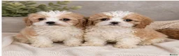 Cavachon dogs for sale: Adorable litter Cavachon Puppies in Queenborough - Advert 6