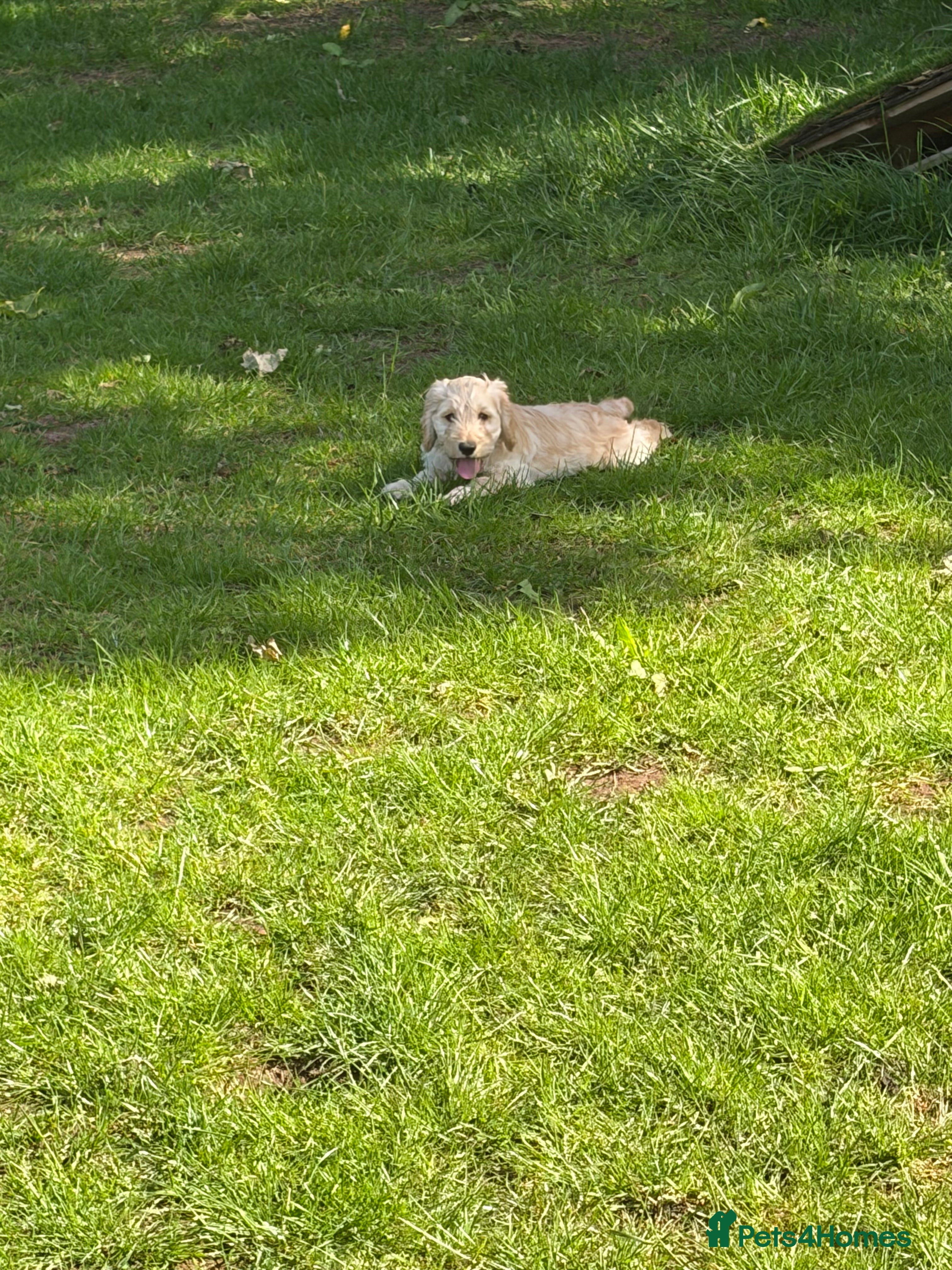 Cockapoo dogs Last boy Cockapoo F1 puppies for sale 🐶💙 - Advert 2